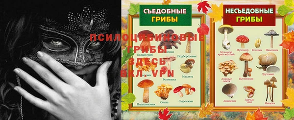 хмурый Аркадак